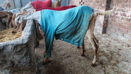 makhi cheeni pregnant goats