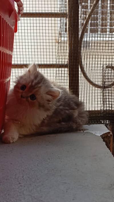Persian kittens