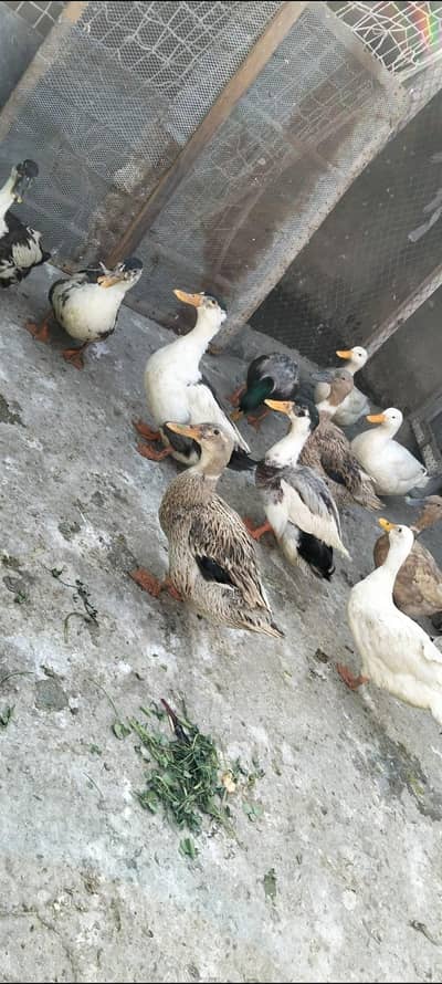 Ducks for sale