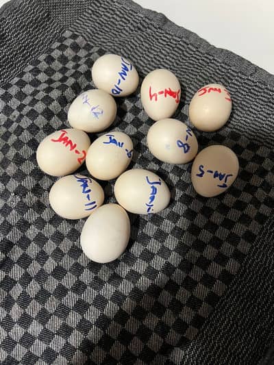 Mianwali Hen Fertile Eggs for Hetching