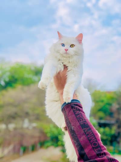 Persian triple coated punch face cat available for sale