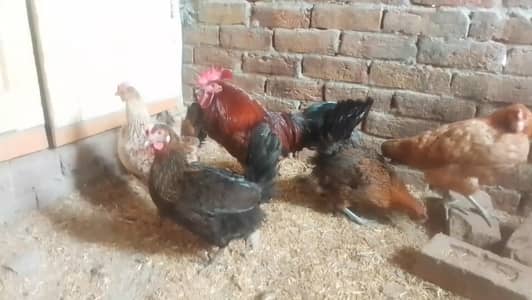 Desi Murgi anday dene wali