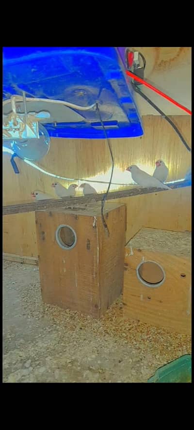 White java finch breader pair Colony for sale