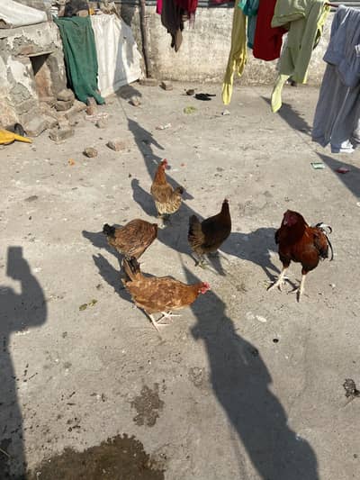 Desi murgiya 5 hai WhatsApp 0/3/3/5/7/2/8/9/1/1/3