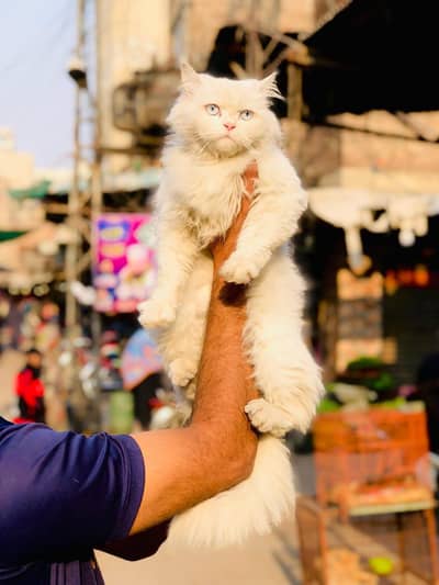 Persian triple coated punch face cat available for sale