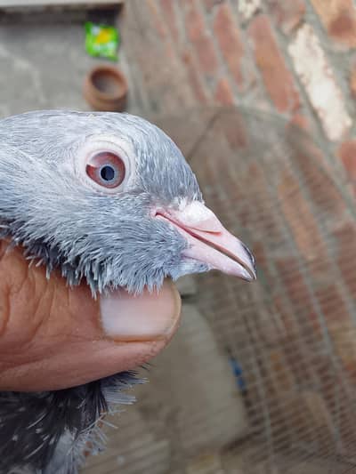 Golden kabootar mail one piece