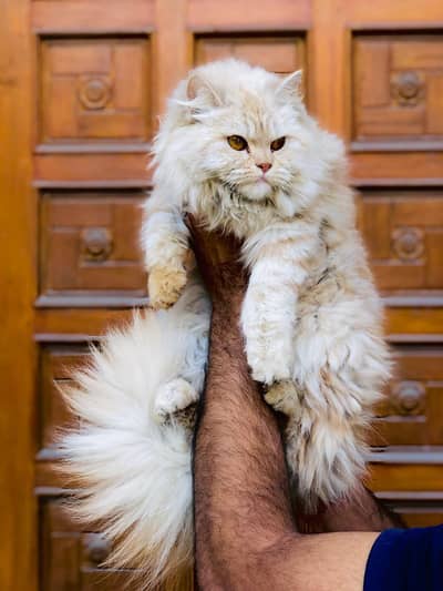 Persian triple coated punch face cat available for sale