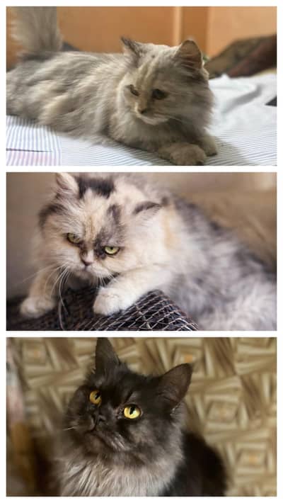 persain cat female Male female
