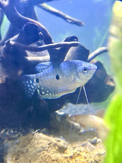 Bettas gurami rainbow shark for sell