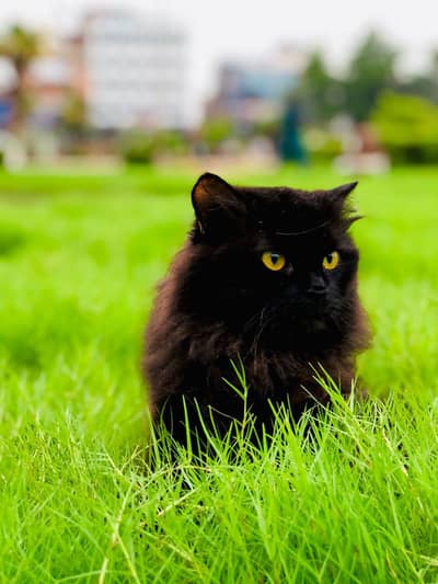 Persian triple coated punch face cat available for sale