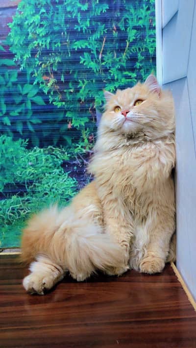 Persian triple coated punch face cat available for sale