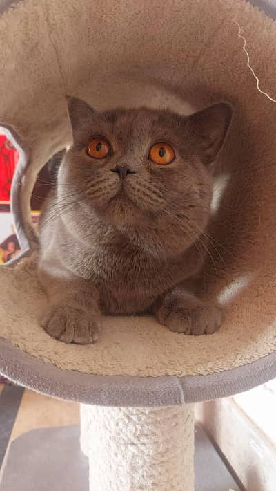 Imported from Russia pure British Shorhair boy