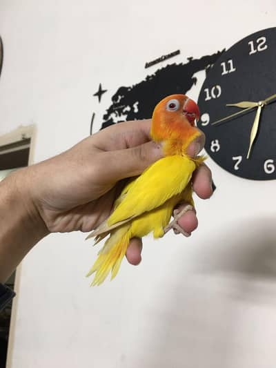 lutino red eye split blue possible split Opaline male