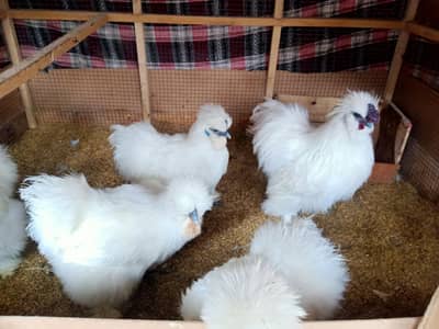 Top Quality White Silkies Breeders