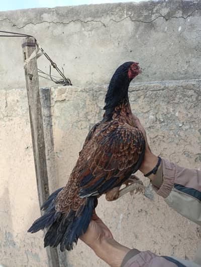 aseel/hen aseel/murgi aseel/murga aseel/choza aseel/chicks desi/hen