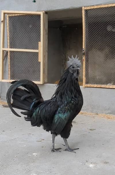 Ayam cemani Male for sale