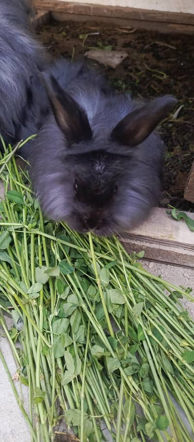 pure English angora rabbits black.