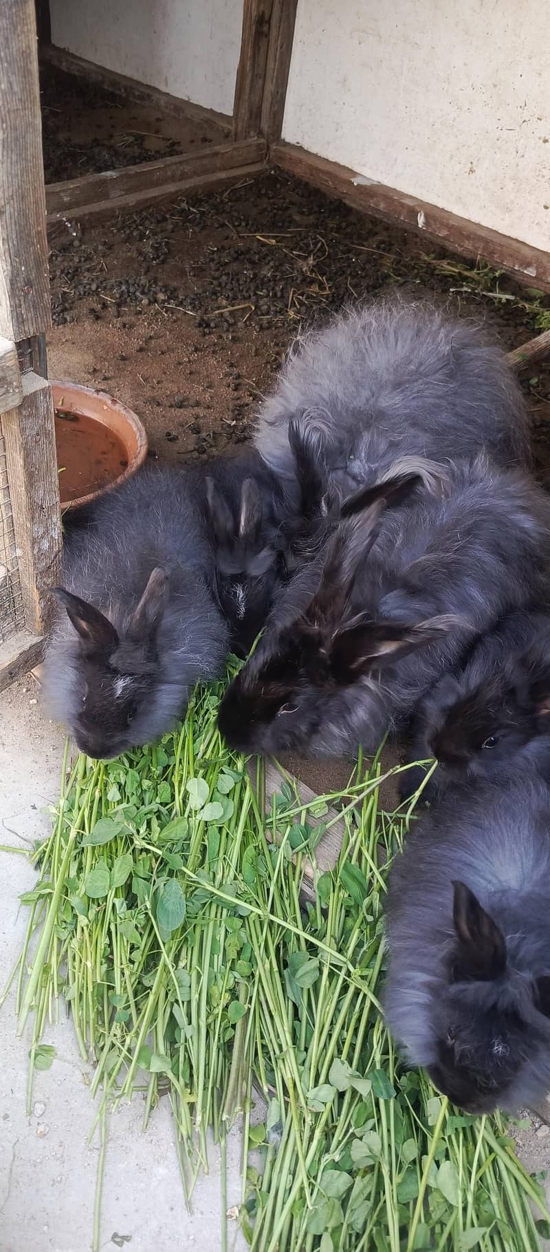 pure English angora rabbits black. - Rabbits - 1110607837