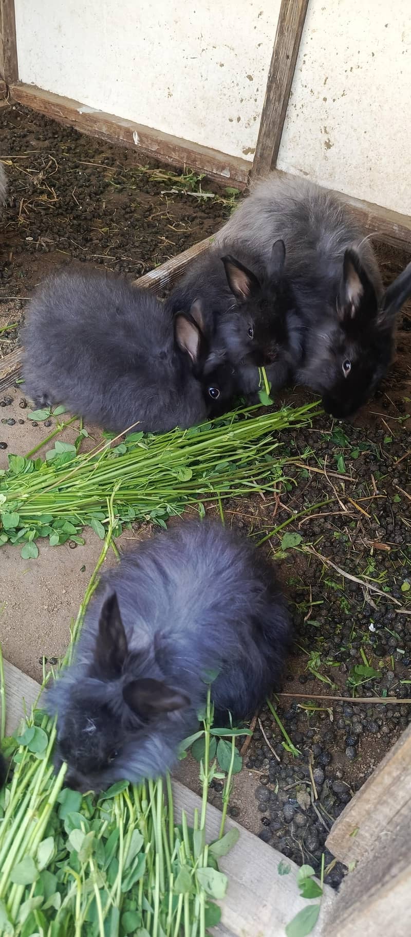 pure English angora rabbits black. - Rabbits - 1110607837