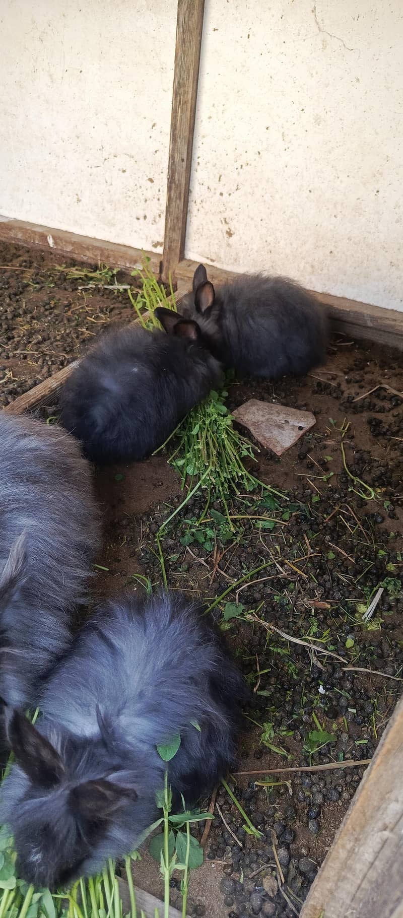 pure English angora rabbits black. - Rabbits - 1110607837