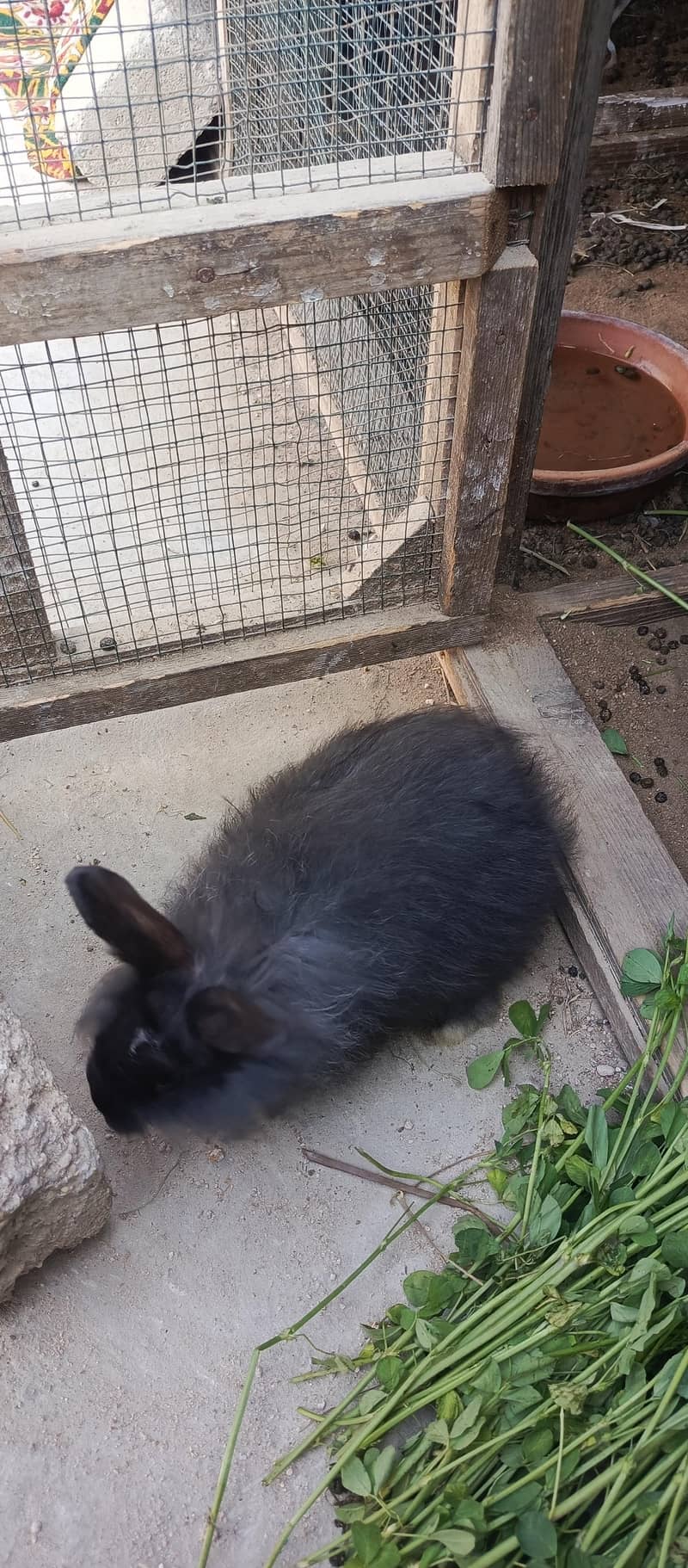 pure English angora rabbits black. - Rabbits - 1110607837