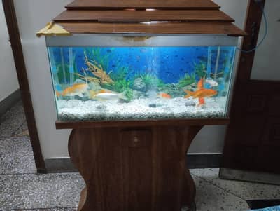 Fish Aquarium tank | Fishes | Filter | Air pump|aq Stand | Fish food
