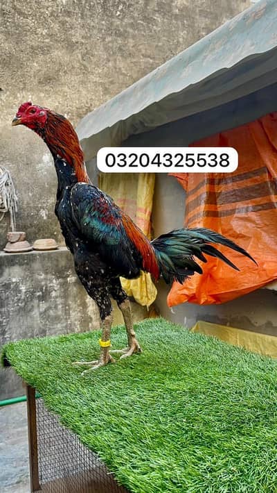 Dragon Pakoyai Burmi 03204325538