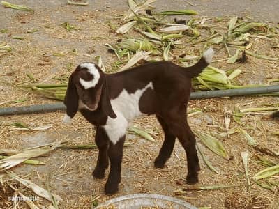 15 days Healthy Female Baby Goat for Sale (Mother Died)