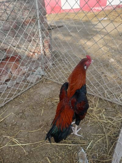 lakh patha Khari tahti ma full mazboot