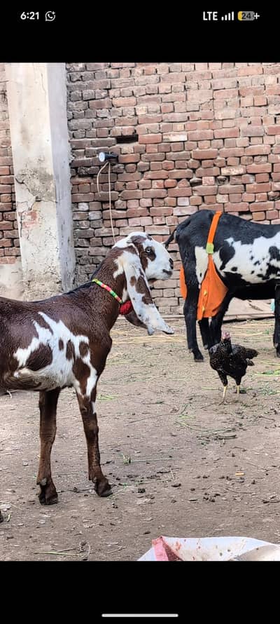 Nagra beetal 6 month female