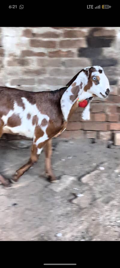 Nagra beetal 6 month female