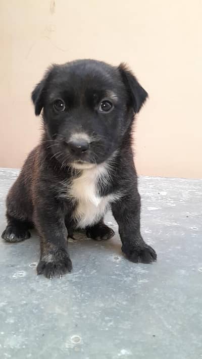 german shepherd and labrador cross breed long coat