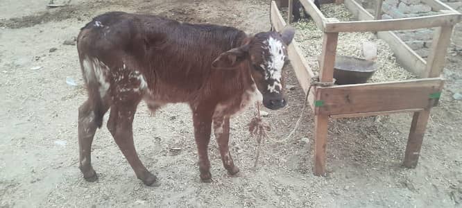 Male Cow Calf | Bachra For Sale