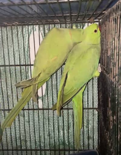 Young male's for sale