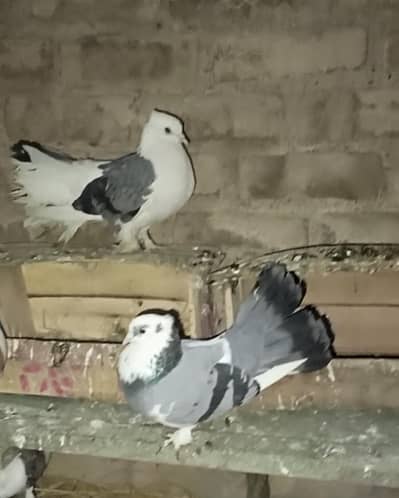 laka faintal sentient