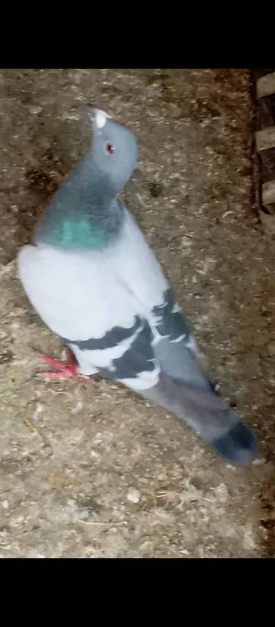 qasid pigeons rasser available