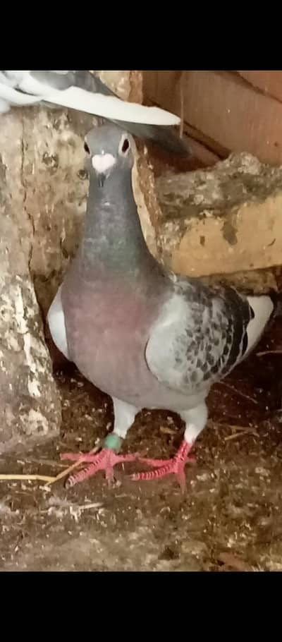 qasid pigeons rasser available