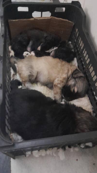 pomeranian teacup origional