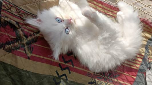 Persian kitten for sell