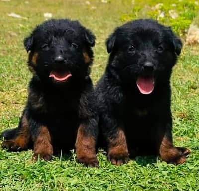 German shepherd puppies for sale / puppy / GSD pup / german sheph