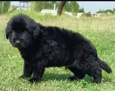 German Shepherd long coat / german shepherd dog / dog for sale