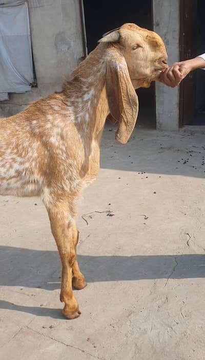 Pure Makhi Chinna Breeder