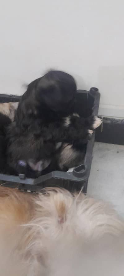 pomeranian teacup origional