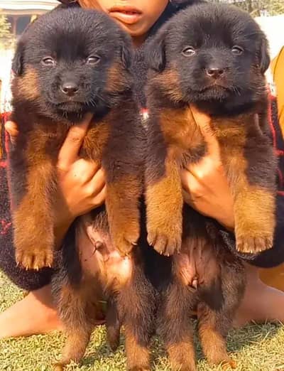 German Shepherd long coat / german shepherd dog / dog for sale