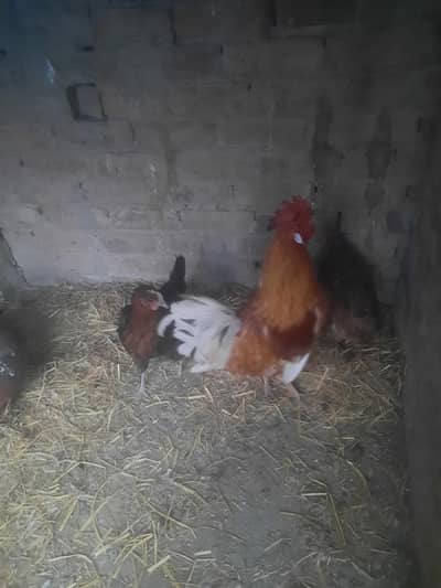 dasi 2 morgiya 1morga