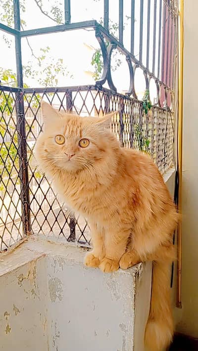 persian cat