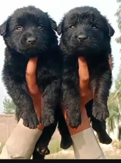 Shepherd long coated male / german shepherd dog