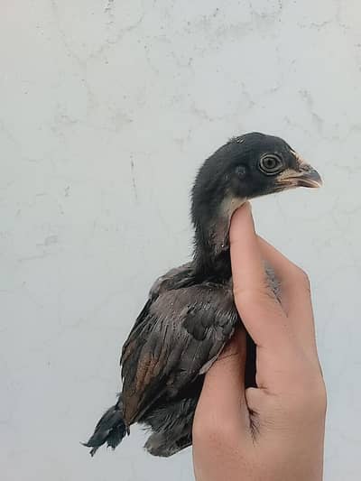 lassani chicks for sale