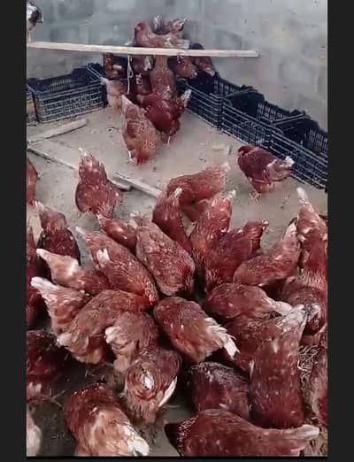 Egg laying Loham brown