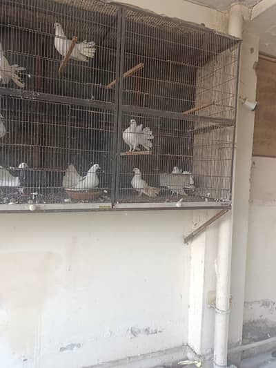 pigeon | fancy pigeon |  kabutar | cage | complete setup for sale